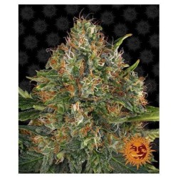 G13 Haze