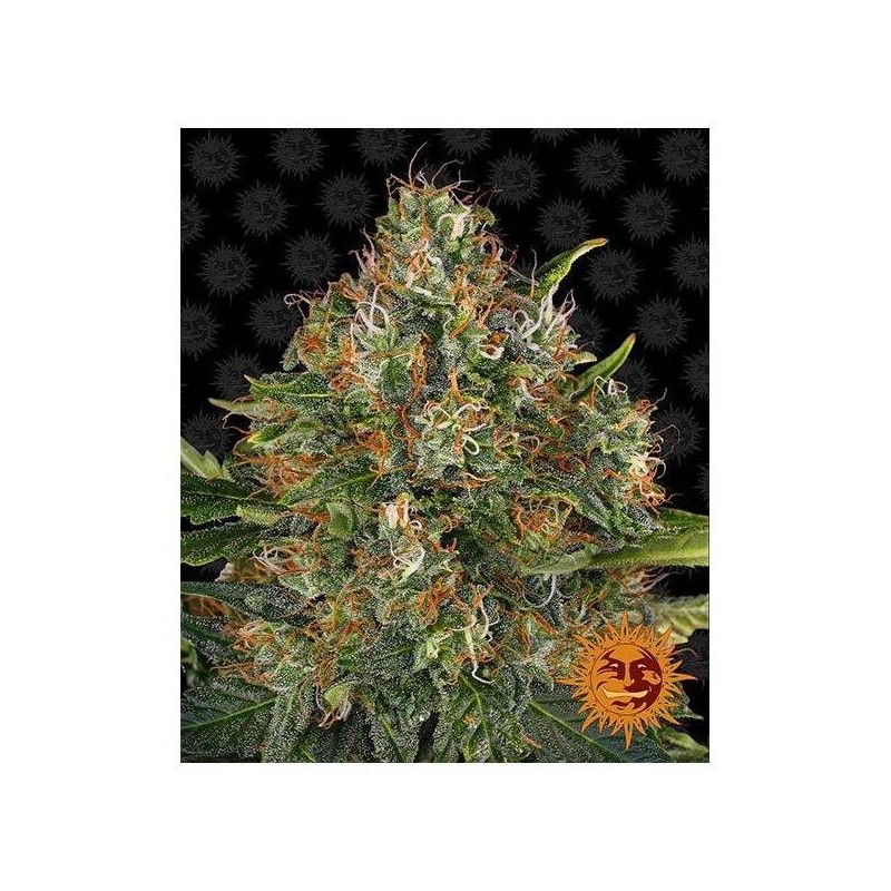 G13 Haze