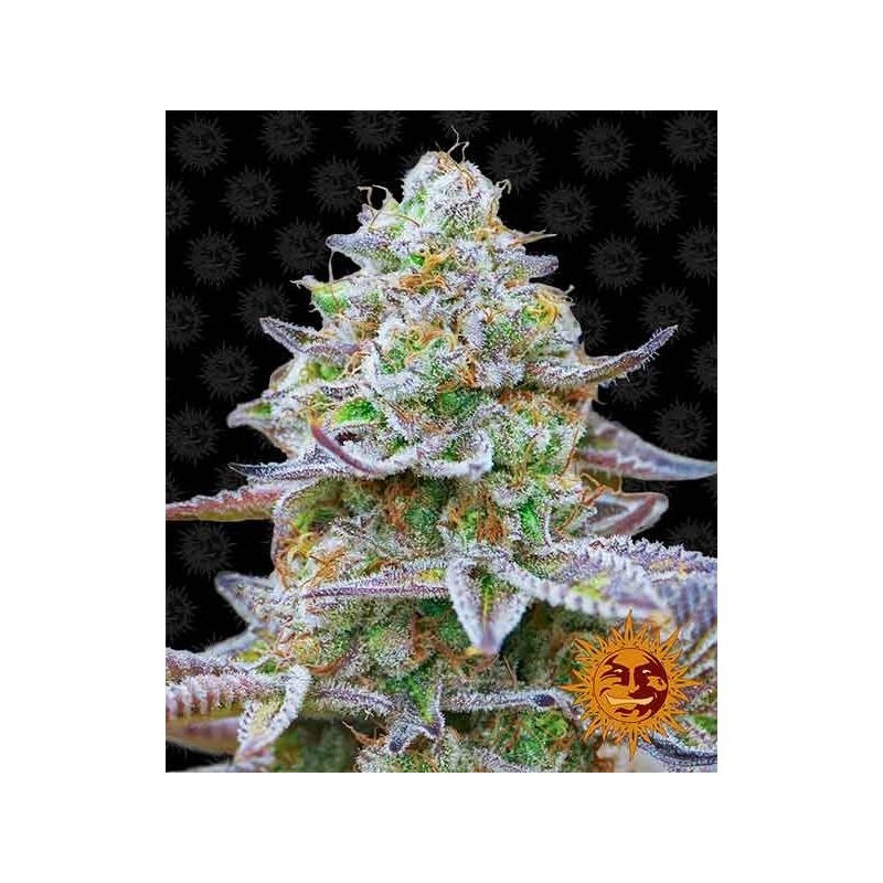 Gorilla Zkittlez