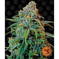 Liberty Haze