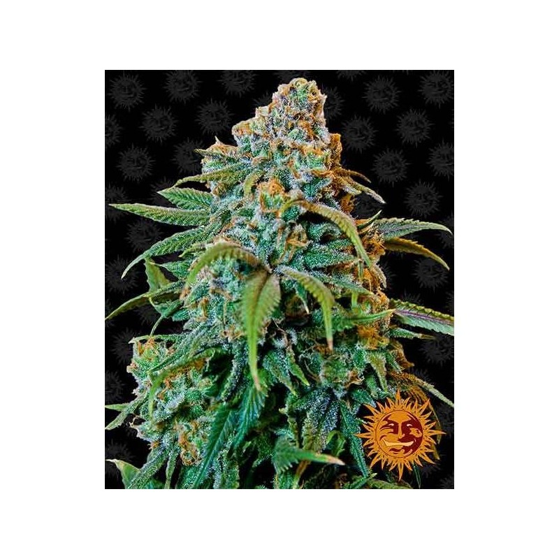 Liberty Haze