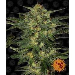 LSD