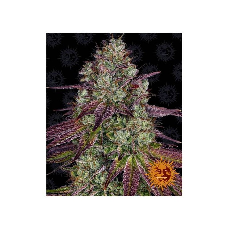 Mimosa EVO