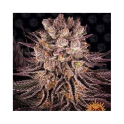 Mimosa x Orange Punch