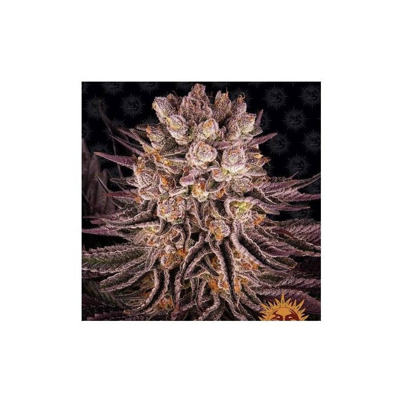 Mimosa x Orange Punch