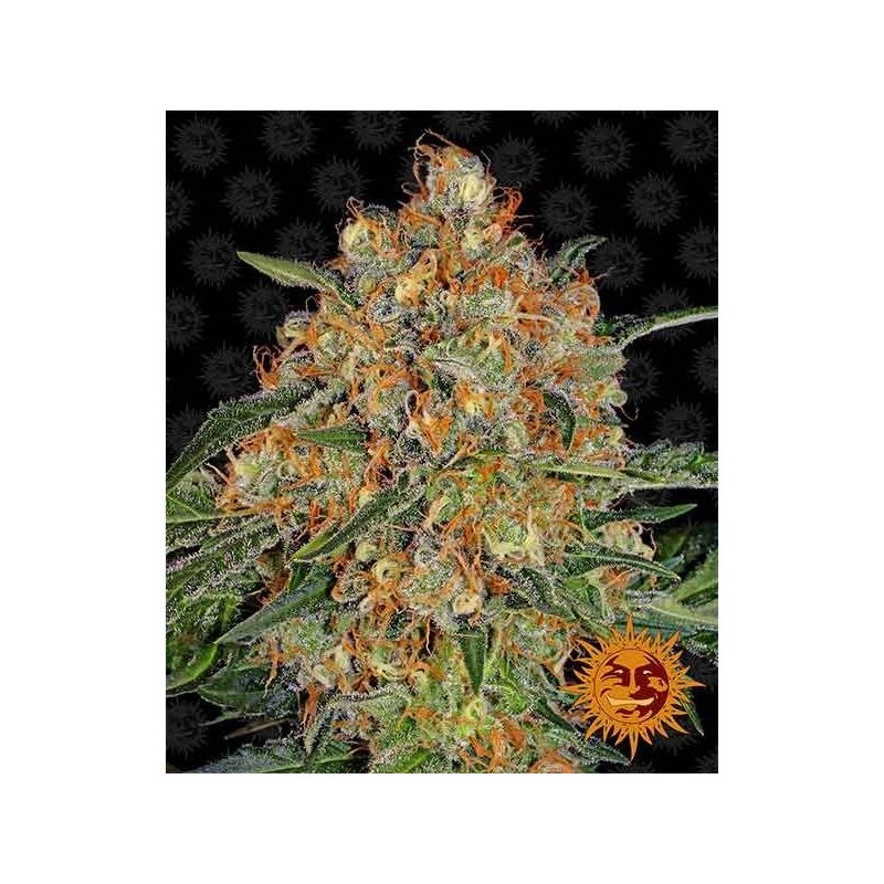 Orange Sherbert
