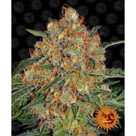 Orange Sherbert