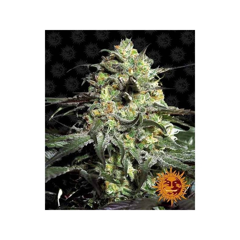 Peyote Cookies