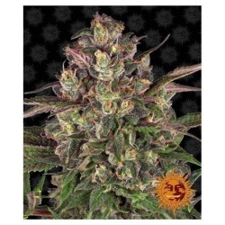 Peyote Critical