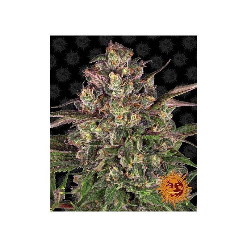 Peyote Critical