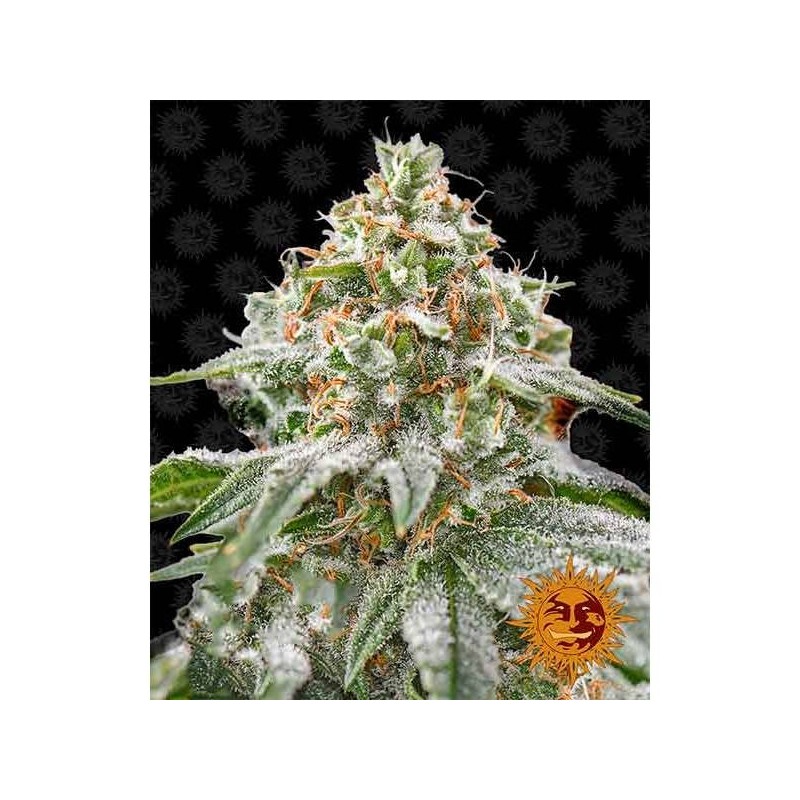 Pink Kush