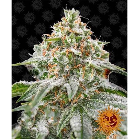 Pink Kush