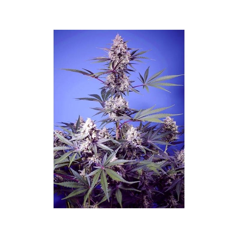 Rainbow Sherbet