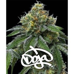 RS11 x Banana OG
