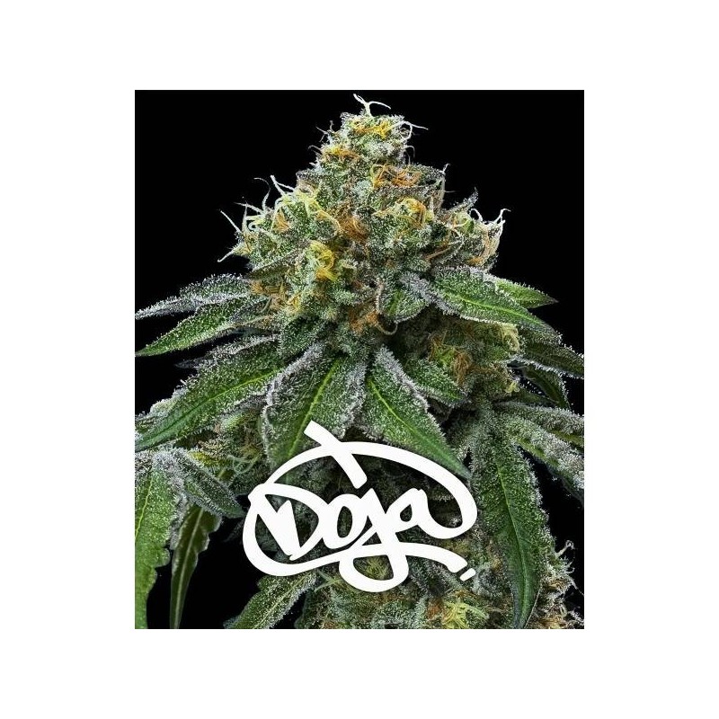 RS11 x Banana OG