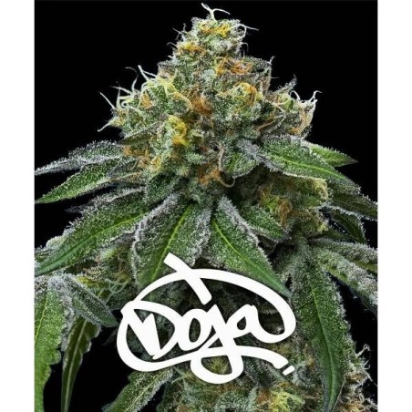 RS11 x Banana OG
