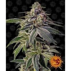 Shiskaberry
