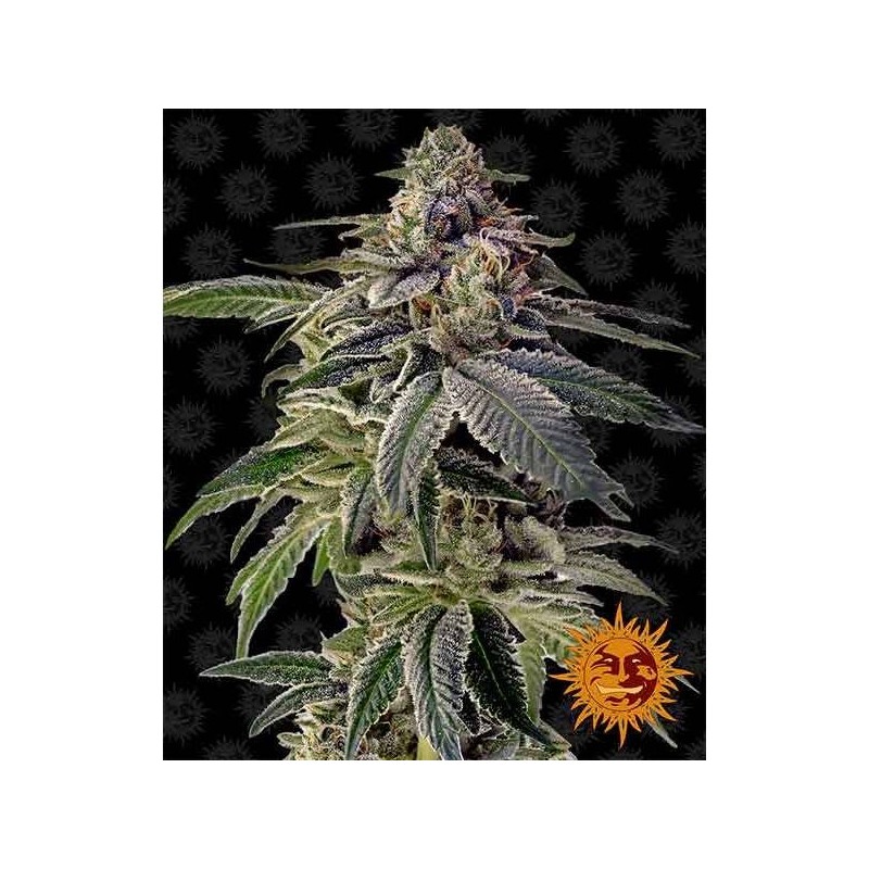 Shiskaberry