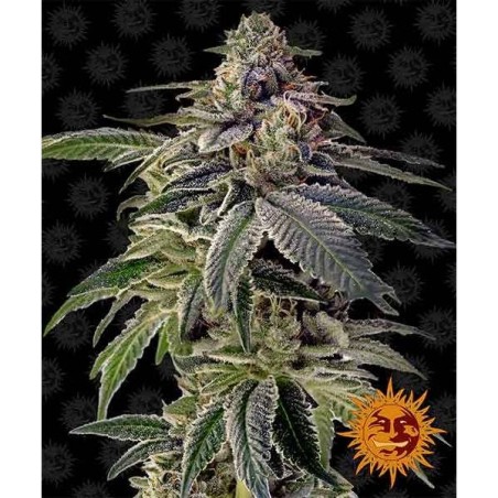 Shiskaberry