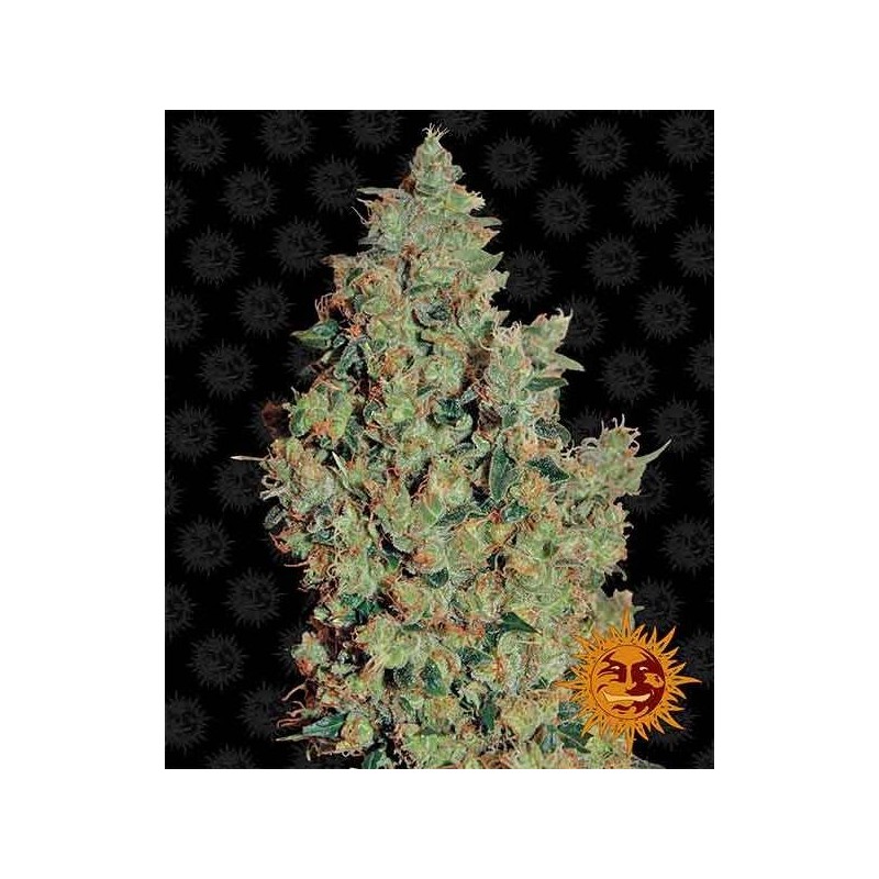 Tangerine Dream