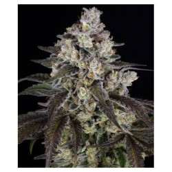 Trainwreck