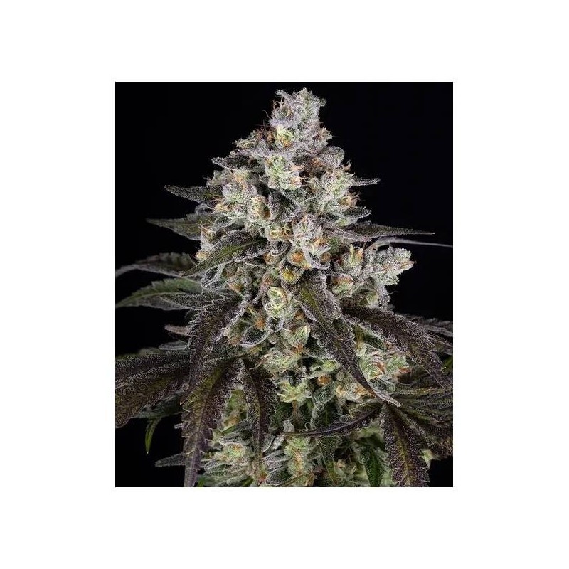 Trainwreck