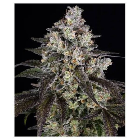 Trainwreck