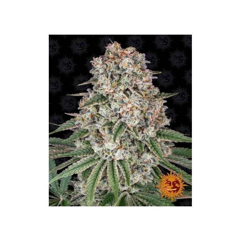 Tropicanna Banana
