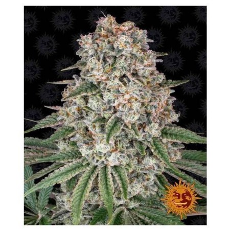 Tropicanna Banana