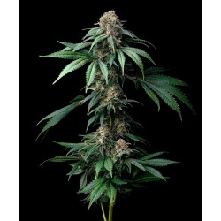 Semi di Cannabis Mendo Breath Femminizzati - Barney's Farm