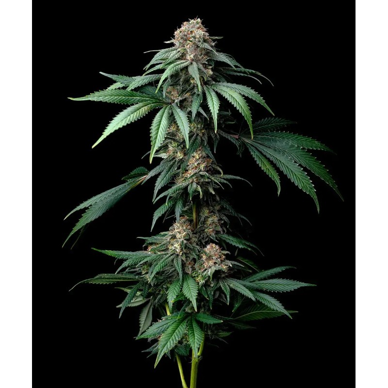 Semi di Cannabis Mendo Breath Femminizzati - Barney's Farm