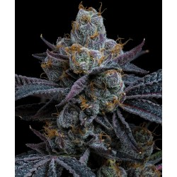 Semi di Cannabis White Runtz Femminizzati - Barney's Farm