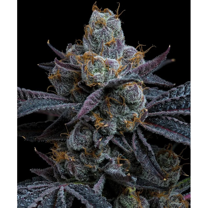 Semi di Cannabis White Runtz Femminizzati - Barney's Farm