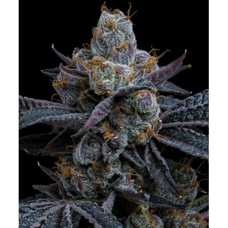 Semi di Cannabis White Runtz Femminizzati - Barney's Farm