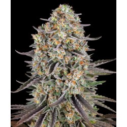 Semi di Cannabis Sour Strawberry Femminizzata - Barney's Farm