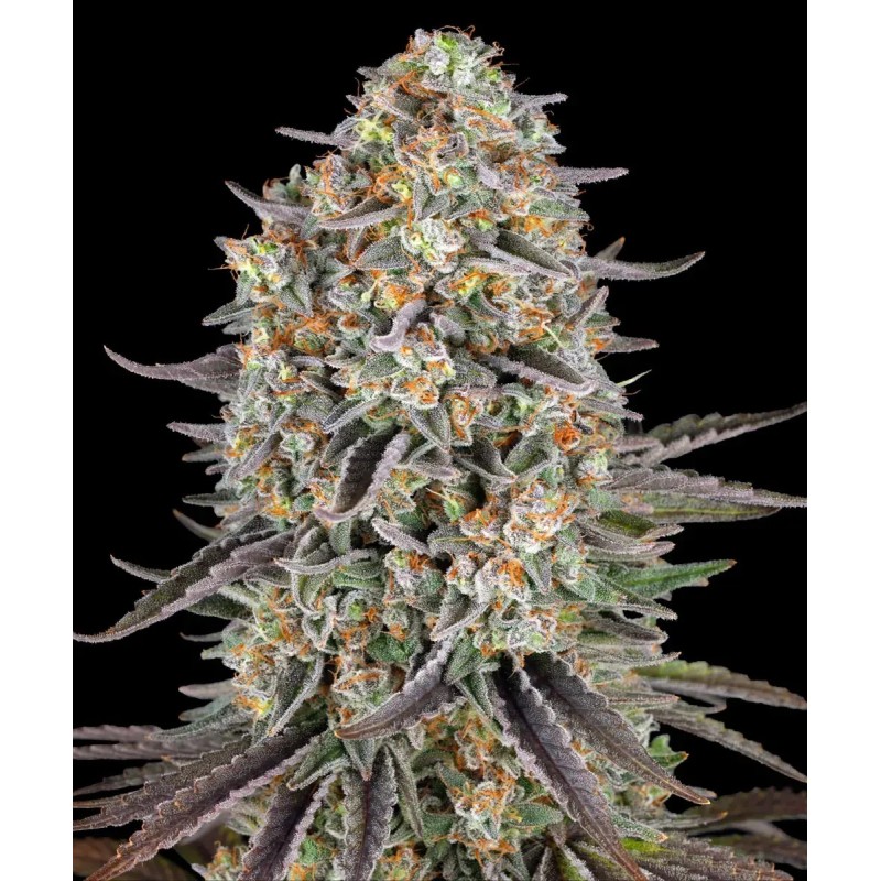 Semi di Cannabis Sour Strawberry Femminizzata - Barney's Farm