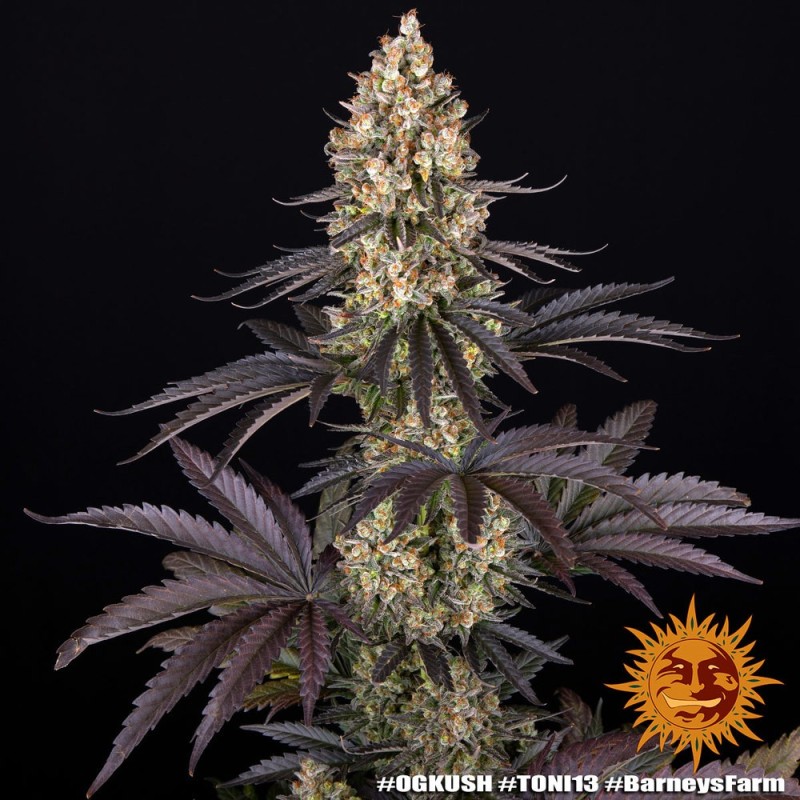 Semi di Cannabis OG Kush Femminizzata - Barney's Farm