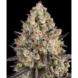Semi di Cannabis OG Kush Femminizzata - Barney's Farm