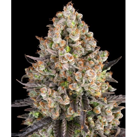 Semi di Cannabis OG Kush Femminizzata - Barney's Farm
