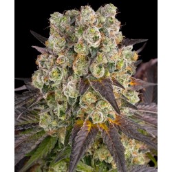 Semi di Cannabis Purple Punch x Lemon Drizzle Femminizzata - Barney's Farm