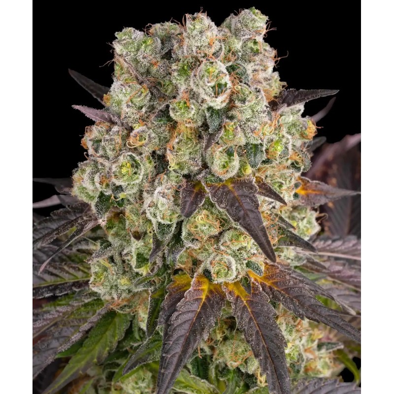 Semi di Cannabis Purple Punch x Lemon Drizzle Femminizzata - Barney's Farm