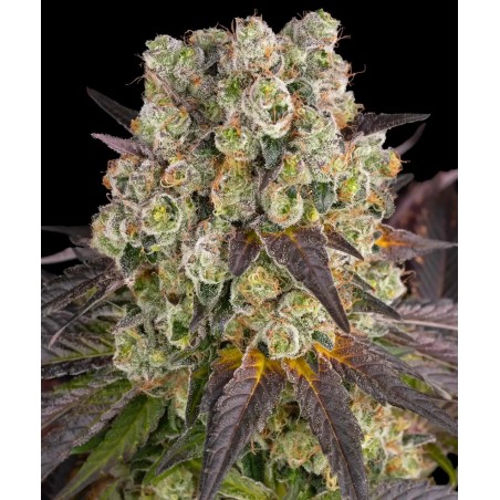 Semi di Cannabis Purple Punch x Lemon Drizzle Femminizzata - Barney's Farm