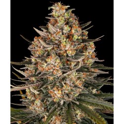 Semi di Cannabis Lemon Drizzle Femminizzati - Barney's Farm