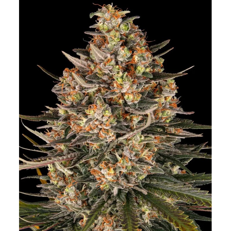 Semi di Cannabis Lemon Drizzle Femminizzati - Barney's Farm