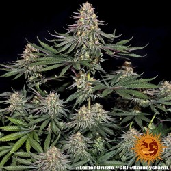 Semi di Cannabis Lemon Drizzle Femminizzati - Barney's Farm