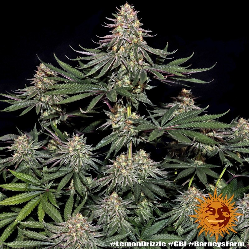 Semi di Cannabis Lemon Drizzle Femminizzati - Barney's Farm