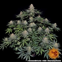Semi di Cannabis Lemon Drizzle Femminizzati - Barney's Farm