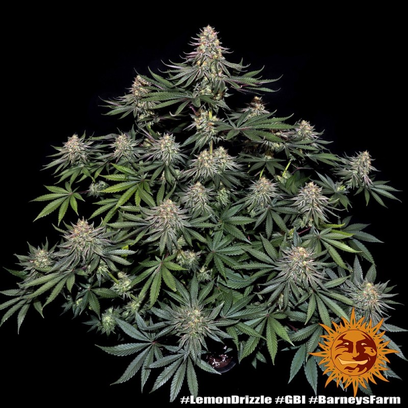Semi di Cannabis Lemon Drizzle Femminizzati - Barney's Farm