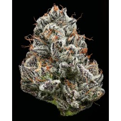 Semi di Cannabis Black Cherry Gushers Femminizzati - Barney's Farm
