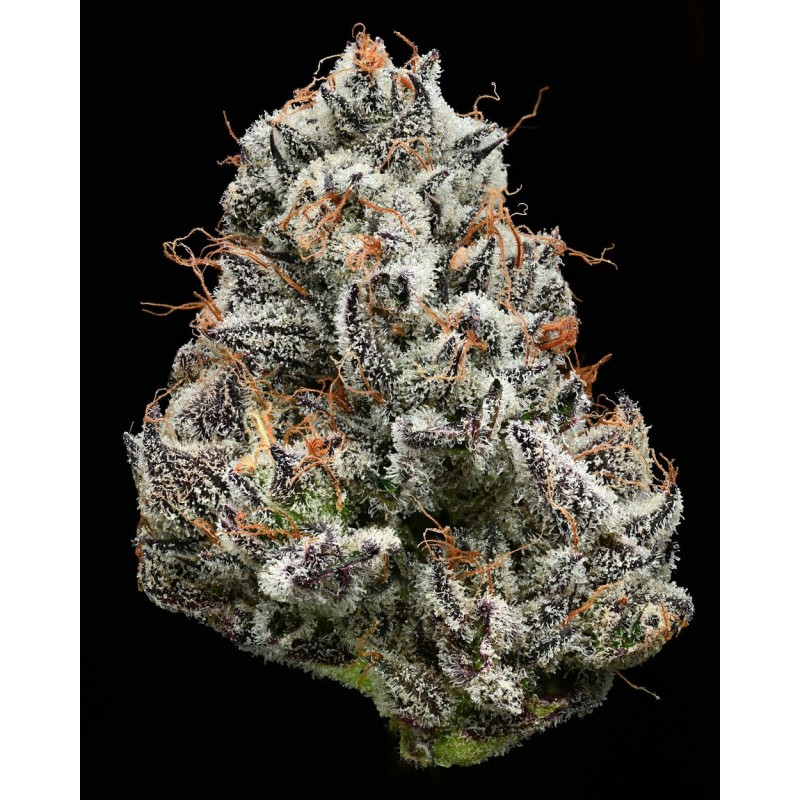 Semi di Cannabis Black Cherry Gushers Femminizzati - Barney's Farm